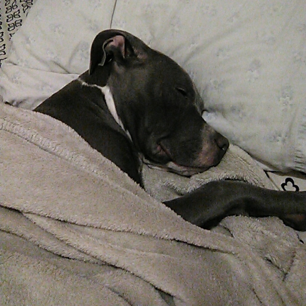 Pitbull